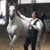 خرید اسب و فروش اسب_کشش سیلمی ترکمن فریاد
