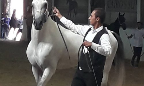 خرید اسب و فروش اسب_کشش سیلمی ترکمن فریاد