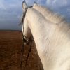 خرید اسب و فروش اسب_کاوه