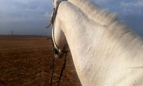 خرید اسب و فروش اسب_کاوه