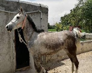 خرید اسب و فروش اسب_مادیان عرب ایرانی خالص