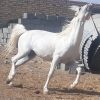 خرید اسب و فروش اسب_نریان کرد 8 ساله