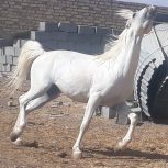 خرید اسب و فروش اسب_نریان کرد 8 ساله