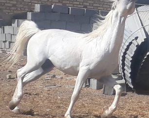 خرید اسب و فروش اسب_نریان کرد 8 ساله