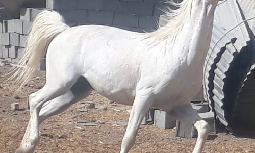 خرید اسب و فروش اسب_نریان کرد 8 ساله