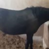 خرید اسب و فروش اسب_مادیان 6 ساله کاسپین