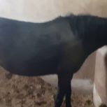خرید اسب و فروش اسب_مادیان 6 ساله کاسپین