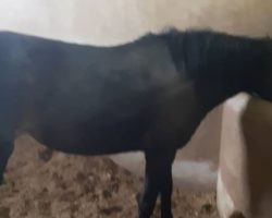 خرید اسب و فروش اسب_مادیان 6 ساله کاسپین
