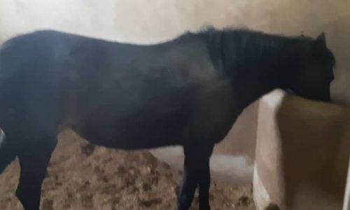 خرید اسب و فروش اسب_مادیان 6 ساله کاسپین
