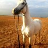 خرید اسب و فروش اسب_کاوه