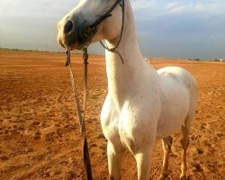 خرید اسب و فروش اسب_کاوه