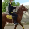 خرید اسب و فروش اسب_همن
