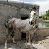 خرید اسب و فروش اسب_مادیان عرب ایرانی خالص