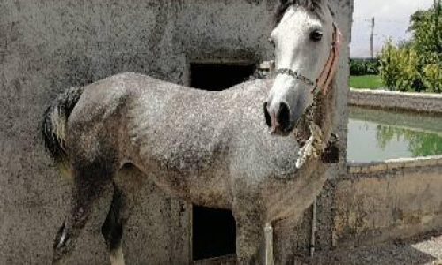 خرید اسب و فروش اسب_مادیان عرب ایرانی خالص