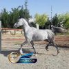 خرید اسب و فروش اسب_مادیون عرب