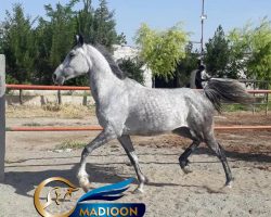 خرید اسب و فروش اسب_مادیون عرب