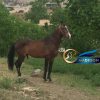 خرید اسب و فروش اسب_نریان ترکمن