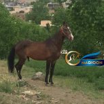خرید اسب و فروش اسب_نریان ترکمن