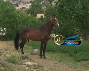 خرید اسب و فروش اسب_نریان ترکمن