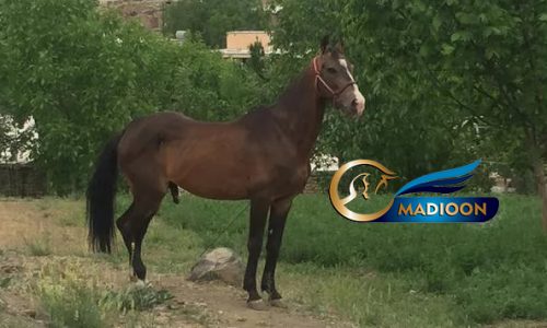 خرید اسب و فروش اسب_نریان ترکمن