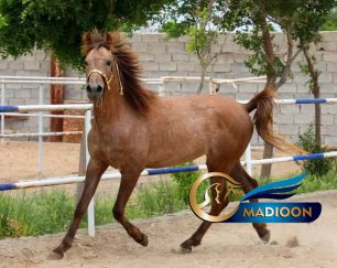 خرید اسب و فروش اسب_مادیون عرب