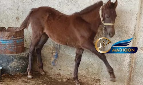 خرید اسب و فروش اسب_مادیون عرب کرد