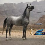 خرید اسب و فروش اسب_اژدر سیادت