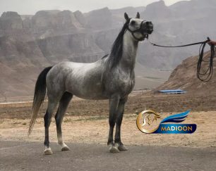 خرید اسب و فروش اسب_اژدر سیادت