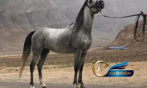 خرید اسب و فروش اسب_اژدر سیادت