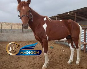 خرید اسب و فروش اسب_نریان کرد 5 ساله