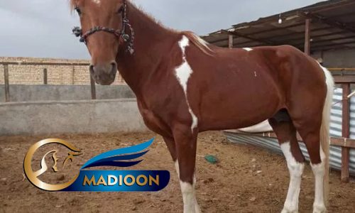خرید اسب و فروش اسب_نریان کرد 5 ساله