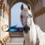 خرید اسب و فروش اسب_مادیون عرب آبستن