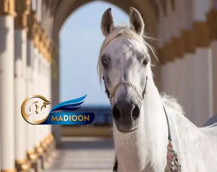 خرید اسب و فروش اسب_مادیون عرب آبستن