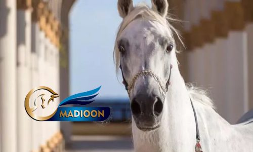 خرید اسب و فروش اسب_مادیون عرب آبستن
