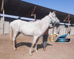 خرید اسب و فروش اسب_مادیون ترکمن آبستن
