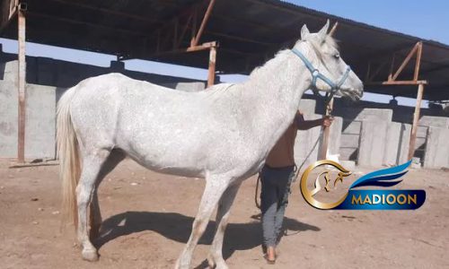 خرید اسب و فروش اسب_مادیون ترکمن آبستن