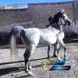 خرید اسب و فروش اسب_دلیرخان