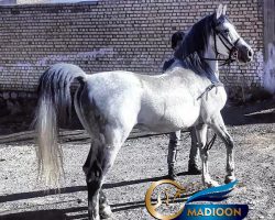 خرید اسب و فروش اسب_دلیرخان