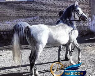 خرید اسب و فروش اسب_دلیرخان