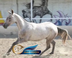 خرید اسب و فروش اسب _ اسب ترکمن آخال تکه