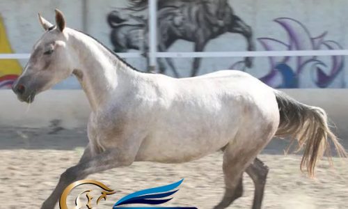 خرید اسب و فروش اسب _ اسب ترکمن آخال تکه