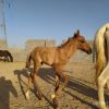 خرید اسب و فروش اسب_مادیان ترکمن با کره