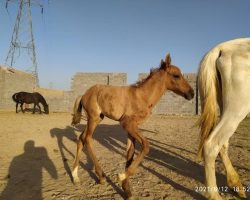 خرید اسب و فروش اسب_مادیان ترکمن با کره