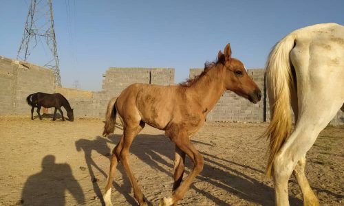 خرید اسب و فروش اسب_مادیان ترکمن با کره