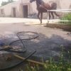 خرید اسب و فروش اسب_اسب سوار کاری