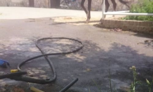 خرید اسب و فروش اسب_اسب سوار کاری