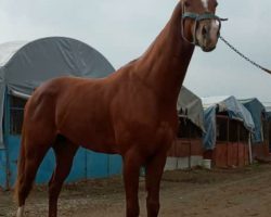 خرید اسب و فروش اسب_اسب پرشی دوخون