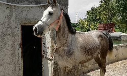 خرید اسب و فروش اسب_مادیان عرب ایرانی خالص