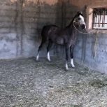 خرید اسب و فروش اسب_مادیان عرب ایرانی خالص