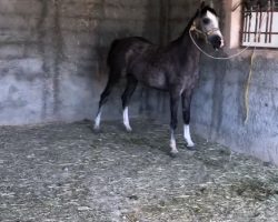 خرید اسب و فروش اسب_مادیان عرب ایرانی خالص